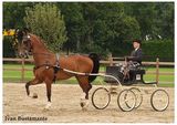 Dutch harness Horse